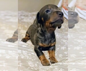 Dachshund Puppy for sale in CLARKSVILLE, TN, USA