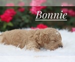 Image preview for Ad Listing. Nickname: Bonnie