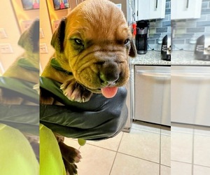 Rhodesian Ridgeback Puppy for sale in DAYTONA BEACH, FL, USA