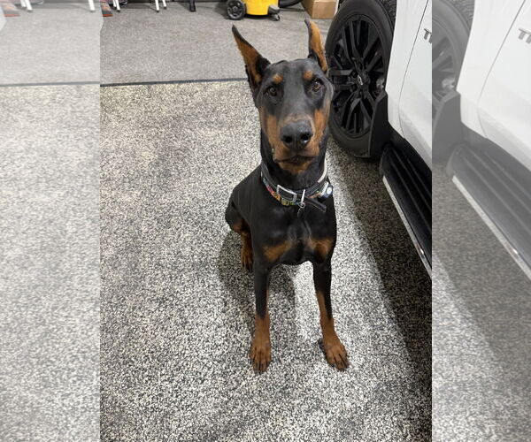 Medium Photo #6 Doberman Pinscher Puppy For Sale in Buffalo, MN, USA