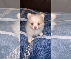 Pomeranian Puppy for sale in BLUEFIELD, VA, USA