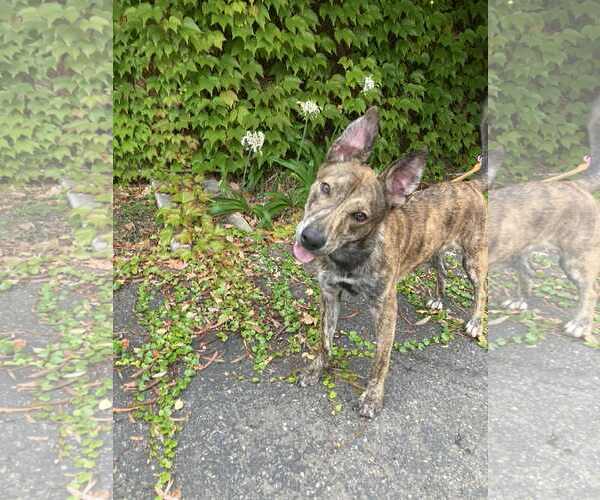 Medium Photo #5 Dutch Shepherd -Unknown Mix Puppy For Sale in San Diego, CA, USA