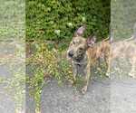 Small #4 Dutch Shepherd  Mix