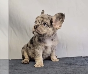 French Bulldog Puppy for sale in CHARLESTON, SC, USA