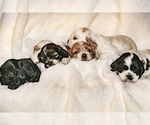 Small Photo #4 Cocker Spaniel Puppy For Sale in SALEM, OR, USA