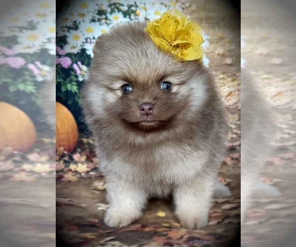 Medium Photo #1 Pomeranian Puppy For Sale in BLANCHARD, OK, USA