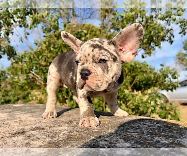Medium Photo #2 French Bulldog Puppy For Sale in ERIAL, NJ, USA