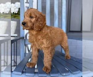 Goldendoodle Puppy for sale in FRANKLIN, IN, USA