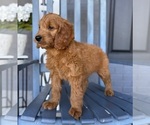 Image preview for Ad Listing. Nickname: Grace