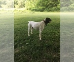 Small Photo #1 German Shorthaired Pointer Puppy For Sale in CASHTON, WI, USA