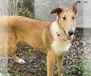 Mutt Dogs for adoption in Dublin, OH, USA