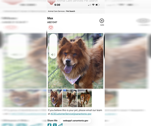 Chow Chow Dogs for adoption in San Antonio, TX, USA