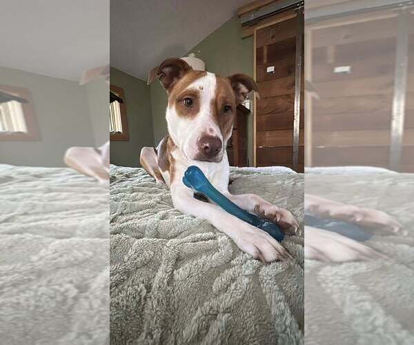 Medium Photo #13 American Pit Bull Terrier-Unknown Mix Puppy For Sale in New York, NY, USA
