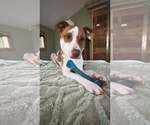 Small #12 American Pit Bull Terrier Mix