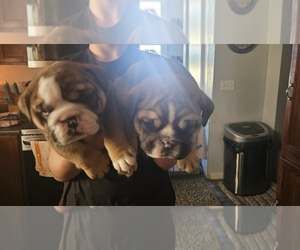 Bulldog Puppy for sale in CONNELLSVILLE, PA, USA