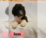 Small Photo #2 Goldendoodle Puppy For Sale in HOGANSVILLE, GA, USA