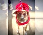 Small Photo #2 Labrador Retriever-Plott Hound Mix Puppy For Sale in Atlanta, GA, USA