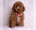 Puppy Squeak Maltipoo (Miniature)
