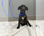 Small Labrador Retriever Mix