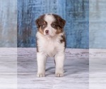 Small Photo #11 Australian Shepherd Puppy For Sale in ROBERTS, IL, USA