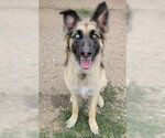 Small #5 German Shepherd Dog Mix