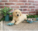 Small #5 Golden Retriever
