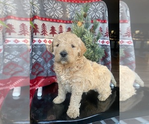 Goldendoodle Puppy for sale in STELLA, MO, USA