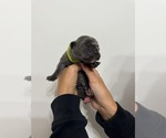 Puppy Green Colar Cane Corso