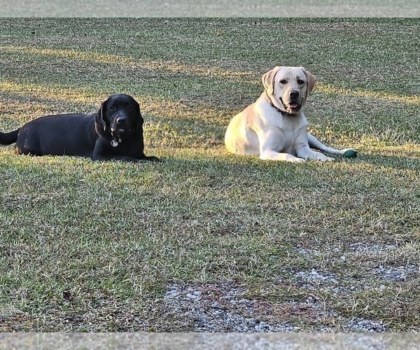 Medium Photo #22 Labrador Retriever Puppy For Sale in GABLE, SC, USA
