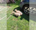 Small #4 ShihPoo