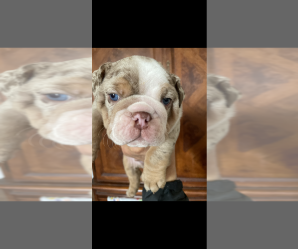 Medium Photo #1 English Bulldog Puppy For Sale in LOS GATOS, CA, USA