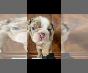 Medium English Bulldog