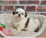 Small #17 Shih Tzu