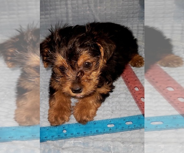Medium Photo #119 Yorkshire Terrier Puppy For Sale in AKRON, OH, USA