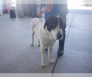 Anatolian Shepherd-Unknown Mix Dogs for adoption in Oroville, CA, USA