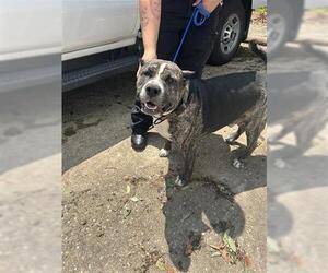 American Pit Bull Terrier Dogs for adoption in Houston, TX, USA
