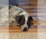 Small #1 Mutt