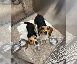 Beagle Dogs for adoption in Martinsburg, WV, USA