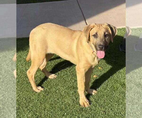 Medium Photo #4 Anatolian Shepherd-Black Mouth Cur Mix Puppy For Sale in Cave Creek, AZ, USA