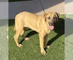Small #3 Anatolian Shepherd-Black Mouth Cur Mix