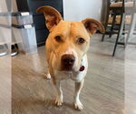 Small #10 American Pit Bull Terrier Mix