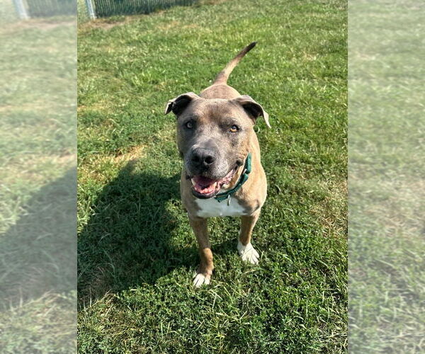 Medium Photo #2 Mutt Puppy For Sale in South Bend, IN, USA