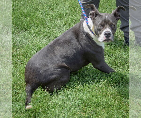 Medium Photo #4 American Staffordshire Terrier-Boxer Mix Puppy For Sale in Huntley, IL, USA