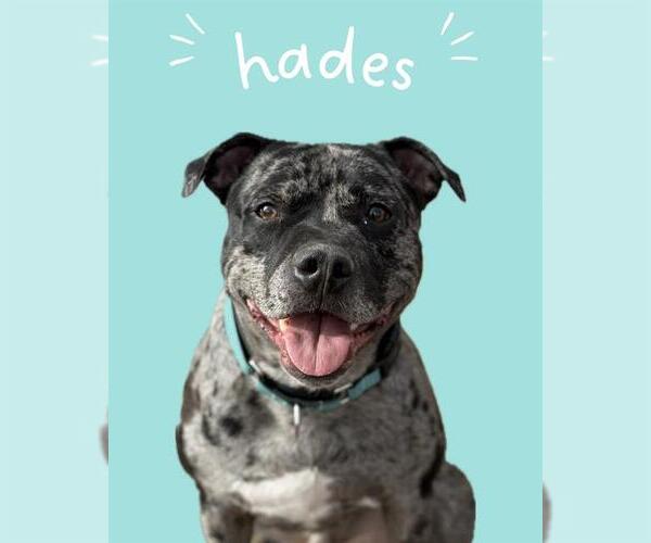 Medium Photo #2 Mutt Puppy For Sale in West Valley, UT, USA