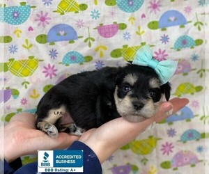 Schnauzer (Miniature) Puppy for sale in WINNSBORO, LA, USA