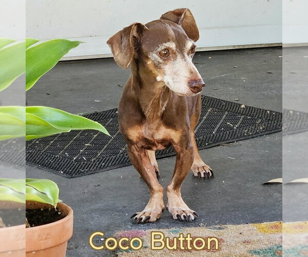 Medium Photo #2 Dachshund Puppy For Sale in San Antonio, TX, USA