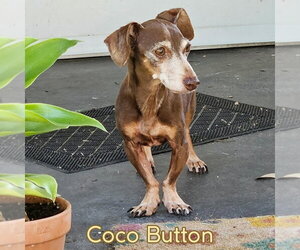 Coco Button - Male Dachshund Dog for Adoption - Photo #2