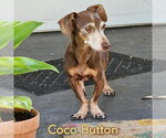 Small #1 Dachshund