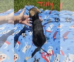 Small Photo #11 Chizer Puppy For Sale in MONTEZUMA, GA, USA