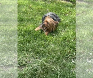 Father of the Yorkshire Terrier puppies born on 06/10/2025